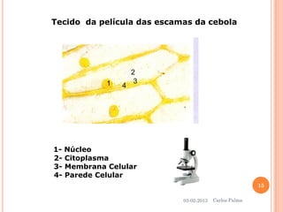 Tecido da película das escamas da cebola 
1 
2 
3 
4 
1-Núcleo 
2-Citoplasma 
3-Membrana Celular 
4-Parede Celular 
03-02-2013 
15 
Carlos Palma  