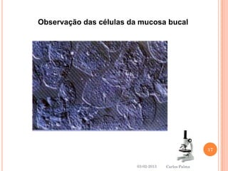 Observação das células da mucosa bucal 
03-02-2013 
17 
Carlos Palma 
 