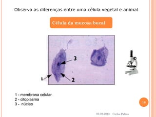 Célula da mucosa bucal 
Observa as diferenças entre uma célula vegetal e animal 
1 
1 - membrana celular 
2 - citoplasma 
3 - núcleo 
03-02-2013 
18 
Carlos Palma 
 
