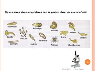 Alguns seres vivos unicelulares que se podem observar numa infusão 
03-02-2013 
21 
Carlos Palma 
 