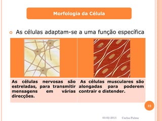 As células adaptam-se a uma função específica 
Morfologia da Célula 
As células nervosas são 
estreladas, para transmitir 
mensagens em várias 
direcções. 
As células musculares são 
alongadas para poderem 
contrair e distender. 
03-02-2013 
22 
Carlos Palma 
 