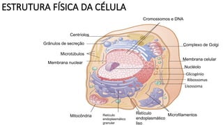 ESTRUTURA FÍSICA DA CÉLULA
Cromossomos e DNA
Centríolos
Grânulos de secreção
Microtúbulos
Membrana nuclear
Mitocôndria Retículo
endoplasmático
granular
Retículo
endoplasmático
liso
Microfilamentos
Lisossoma
Ribossomas
Glicogénio
Nucléolo
Membrana celular
Complexo de Golgi
 