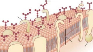 Bicamada
lipídica
Proteina periferica
LÍQUIDO INTRACELULAR
citoplasma
Proteina integral
carbohidrato
LIQUIDO EXTRACELULAR
Proteina
integral
Sua estrutura básica é a
bicamada lipídica,
Uma extremidade da
molécula de fosfolipídio é
solúvel em água; ou seja, é
hidrofílica.
extremidade é solúvel
apenas em lipídios; ou seja,
é hidrofóbica.
íons, glicose e ureia são
impermeáveis
A camada lipidica. São
hidrosoluveis
oxigênio, dióxido de carbono e Álcool
são lipossolúveis atravessam a membram
Facilmente
 