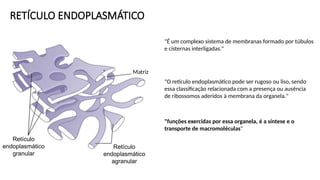 RETÍCULO ENDOPLASMÁTICO
Retículo
endoplasmático
granular
Retículo
endoplasmático
agranular
Matriz
"É um complexo sistema de membranas formado por túbulos
e cisternas interligadas."
"O retículo endoplasmático pode ser rugoso ou liso, sendo
essa classificação relacionada com a presença ou ausência
de ribossomos aderidos à membrana da organela."
"funções exercidas por essa organela, é a síntese e o
transporte de macromoléculas"
 