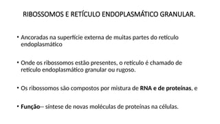RIBOSSOMOS E RETÍCULO ENDOPLASMÁTICO GRANULAR.
• Ancoradas na superfície externa de muitas partes do retículo
endoplasmático
• Onde os ribossomos estão presentes, o retículo é chamado de
retículo endoplasmático granular ou rugoso.
• Os ribossomos são compostos por mistura de RNA e de proteínas, e
• Função-- síntese de novas moléculas de proteínas na células.
 