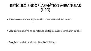 RETÍCULO ENDOPLASMÁTICO AGRANULAR
(LISO)
• Parte do retículo endoplasmático não contém ribossomos.
• Essa parte é chamada de retículo endoplasmático agranular, ou liso.
• Função --- a síntese de substâncias lipídicas.
 