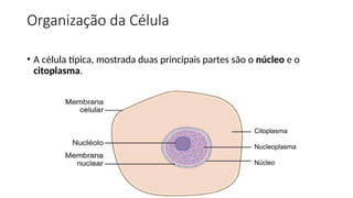 Organização da Célula
• A célula típica, mostrada duas principais partes são o núcleo e o
citoplasma.
Citoplasma
Nucleoplasma
Núcleo
 