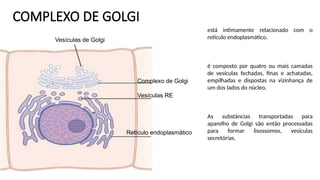 COMPLEXO DE GOLGI
Vesículas de Golgi
Complexo de Golgi
Vesículas RE
Retículo endoplasmático
está intimamente relacionado com o
retículo endoplasmático.
é composto por quatro ou mais camadas
de vesículas fechadas, finas e achatadas,
empilhadas e dispostas na vizinhança de
um dos lados do núcleo.
As substâncias transportadas para
aparelho de Golgi são então processadas
para formar lisossomos, vesículas
secretórias.
 