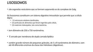 LISOSSOMOS
• são organelas vesiculares que se formam separando-se do complexo de Golg.
Os lisossomos constituem um sistema digestivo intracelular que permite que a célula
digira:
• (1) estruturas celulares danificadas,
• (2) partículas de alimentos que foram ingeridos pela célula,
• (3) materiais indesejados, tais como bactérias.
• tem diâmetro de 250 a 750 nanômetros.
• É cercado por membrana de dupla camada lipídica
• contém grande número de pequenos grânulos, de 5 a 8 nanômetros de diâmetro, com
até 40 diferentes enzimas da classe das hidrolases (digestivas).
 