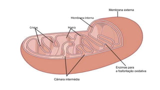 Membrana externa
Membrana interna
Matriz
Cristas
Câmara intermédia
Enzimas para
a fosforilação oxidativa
 