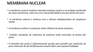 MEMBRANA NUCLEAR
• A membrana nuclear, também chamada envelope nuclear, é na verdade constituída
por duas membranas, cada uma com a bicamada lipídica uma por dentro da outra.
• A membrana externa é contínua com o retículo endoplasmático do citoplasma
celular.
• A membrana nuclear é vazada por vários milhares de poros nucleares.
• Grandes complexos de moléculas de proteínas estão ancorados às bordas dos
poros.
• O tamanho dos poros é suficientemente grande para permitir que moléculas de
peso molecular de até 44.000 passem através deles com razoável facilidade.
 