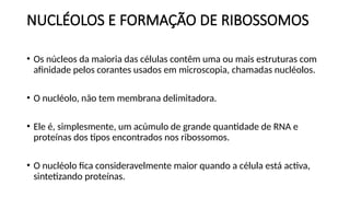 NUCLÉOLOS E FORMAÇÃO DE RIBOSSOMOS
• Os núcleos da maioria das células contêm uma ou mais estruturas com
afinidade pelos corantes usados em microscopia, chamadas nucléolos.
• O nucléolo, não tem membrana delimitadora.
• Ele é, simplesmente, um acúmulo de grande quantidade de RNA e
proteínas dos tipos encontrados nos ribossomos.
• O nucléolo fica consideravelmente maior quando a célula está activa,
sintetizando proteínas.
 
