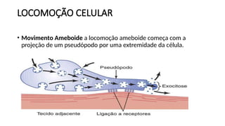 LOCOMOÇÃO CELULAR
• Movimento Ameboide a locomoção ameboide começa com a
projeção de um pseudópodo por uma extremidade da célula.
 