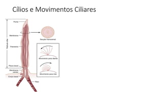 Cílios e Movimentos Ciliares
 