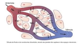 Difusão de fluido e de constituintes dissolvidos, através das paredes dos capilares e dos espaços intersticiais.
 
