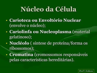 Núcleo da Célula
• Carioteca ou Envoltório Nuclear
  (envolve o núcleo);
• Cariolinfa ou Nucleoplasma (material
  gelatinoso);
• Nucléolo ( síntese de proteína/forma os
  ribossomos);
• Cromatina (cromossomos responsáveis
  pelas características hereditárias).

                                   Profª.: Edilene
 