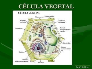 CÉLULA VEGETAL




                 Profª.: Edilene
 