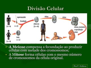 Divisão Celular




• A Meiose compensa a fecundação ao produzir
  células com metade dos cromossomos;
• A Mitose forma células com o mesmo número
  de cromossomos da célula original.

                                       Profª.: Edilene
 