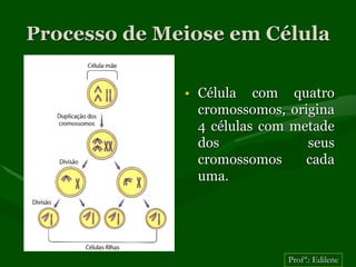 Processo de Meiose em Célula

              • Célula com quatro
                cromossomos, origina
                4 células com metade
                dos             seus
                cromossomos     cada
                uma.




                             Profª.: Edilene
 