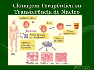 Clonagem Terapêutica ou
Transferência de Núcleo




                     Profª.: Edilene
 