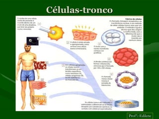 Células-tronco




                 Profª.: Edilene
 