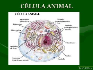 CÉLULA ANIMAL




                Profª.: Edilene
 