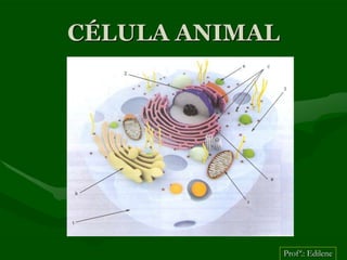 CÉLULA ANIMAL




                Profª.: Edilene
 