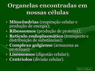 Organelas encontradas em
     nossas células
• Mitocôndrias (respiração celular e
  produção de energia);
• Ribossomos (produção de proteína);
• Retículo endoplasmático (transporte e
  distribuição de substâncias);
• Complexo golgiense (armazena as
  proteínas);
• Lisossomos (digestão celular);
• Centríolos (divisão celular).

                                 Profª.: Edilene
 