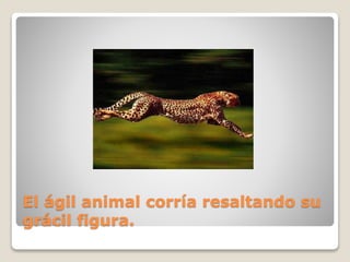 El ágil animal corría resaltando su
grácil figura.