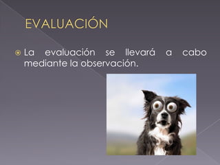 

La evaluación se llevará
mediante la observación.

a

cabo

 
