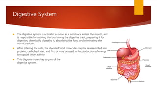 Digestive System
 The digestive system is activated as soon as a substance enters the mouth, and
is responsible for moving the food along the digestive tract, preparing it for
digestion, chemically digesting it, absorbing the food, and eliminating the
waste products.
 After entering the cells, the digested food molecules may be reassembled into
proteins, carbohydrates, and fats, or may be used in the production of energy
to support body activity.
 This diagram shows key organs of the
digestive system.
 