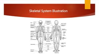 Skeletal System Illustration
 