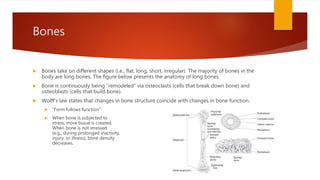Bones
 Bones take on different shapes (i.e., flat, long, short, irregular). The majority of bones in the
body are long bones. The figure below presents the anatomy of long bones.
 Bone is continuously being “remodeled” via osteoclasts (cells that break down bone) and
osteoblasts (cells that build bone).
 Wolff’s law states that changes in bone structure coincide with changes in bone function.
 “Form follows function”
 When bone is subjected to
stress, more tissue is created.
When bone is not stressed
(e.g., during prolonged inactivity,
injury, or illness), bone density
decreases.
 