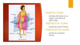 SAGITTAL PLANE
divides the body or an
organ into left and
right sides
MIDSAGITTAL PLANE
produces equal halves
PARASAGITTAL PLANE
produces unequal
halves
 