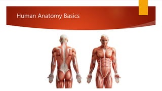 Human Anatomy Basics
 