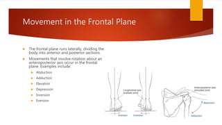 Movement in the Frontal Plane
 The frontal plane runs laterally, dividing the
body into anterior and posterior sections.
 Movements that involve rotation about an
anteroposterior axis occur in the frontal
plane. Examples include:
 Abduction
 Adduction
 Elevation
 Depression
 Inversion
 Eversion
 