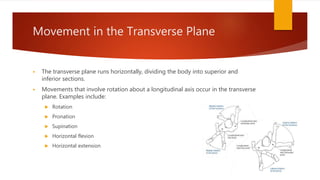 Movement in the Transverse Plane
 The transverse plane runs horizontally, dividing the body into superior and
inferior sections.
 Movements that involve rotation about a longitudinal axis occur in the transverse
plane. Examples include:
 Rotation
 Pronation
 Supination
 Horizontal flexion
 Horizontal extension
 