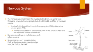 Nervous System
 The nervous system connects the muscles to the brain and spinal cord
through a network of nerve circuits that direct the ebb and flow of muscular
energy.
 Structurally, it is divided into the central nervous system (CNS) and peripheral
nervous system (PNS).
 The CNS consists of the brain and spinal cords, while the PNS consists of all the nerve
structures outside the brain and spinal cord.
 Nerves are made up of multiple nerve cells
called neurons.
 Sensory nerves carry impulses to the
CNS, while motor nerves carry impulses
from the CNS to the PNS.
 
