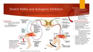 Stretch Reflex and Autogenic Inhibition
Stretch
Reflex
GTO (Golgi Tendon Organ)
• Senses increased tension within its
assoc. muscle when the muscle
contracts or is stretched
• Causes inhibition of contraction
(autogenic inhibition)
• Adjusts muscle output in response
to fatigue
• When muscle tension is reduced
due to fatigue, GTO output is also
reduced, which lowers its
inhibitory effect in its own muscle
and allows the muscle to increase
its contractile ability
• Enhanced contraction of the
antagonistic muscle group
• Flexibility: muscle can be stretched
more fully and easily when the
GTOs have inhibited the muscles
contraction and allowed the
antagonistic muscle group to
contract more readily
Muscle Spindle
• Stretches when muscle is stretched
• Reflexive muscle contraction (aka
stretch reflex)
• Causes reciprocal inhibition of
antagonist muscle group
Dynamic stretching
Low-grade muscle
contractions of antagonist
muscle for 6-15 sec
inhibits/reduces muscle
spindle activity within
agonist muscle
Static Stretching
• Low-force, long-duration static
stretches evoke temporary increase
in muscle tension 2/2 muscle
lengthening
• After 7-10 sec of low-force stretch,
the increase in muscle tension
activates a GTO response,
• Muscle spindle activity w/in
stretched muscle is
temporarily, allowing
further muscle stretching
The muscle spindles and GTOs work together through their reflexive actions to regulate muscle stiffness,
contributing largely to the body’s sense of postural control. For range-of-motion improvement, it is important
to initiate a stretch immediately following inhibition of the muscle spindle (ie w/ dynamic stretching) due to its
rate of recovery
 