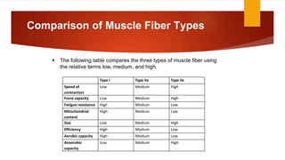 Type I Type IIa Type IIx
Speed of
contraction
Low Medium High
Force capacity Low Medium High
Fatigue resistance High Medium Low
Mitochondrial
content
High Medium Low
Size Low Medium High
Efficiency High Medium Low
Aerobic capacity High Medium Low
Anaerobic
capacity
Low Medium High
 The following table compares the three types of muscle fiber using
the relative terms low, medium, and high.
Comparison of Muscle Fiber Types
 