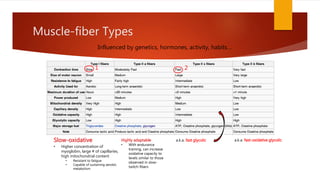 Muscle-fiber Types
1 2
Slow-oxidative
• Higher concentration of
myoglobin, large # of capillaries,
high mitochondrial content
• Resistant to fatigue
• Capable of sustaining aerobic
metabolism
a.k.a. fast glycolic a.k.a. fast-oxidative glycolicHighly adaptable
• With endurance
training, can increase
oxidative capacity to
levels similar to those
observed in slow-
twitch fibers
Influenced by genetics, hormones, activity, habits…
 
