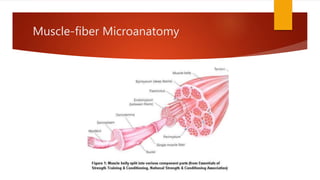 Muscle-fiber Microanatomy
 
