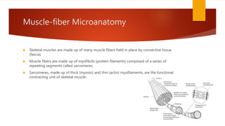 Muscle-fiber Microanatomy
 Skeletal muscles are made up of many muscle fibers held in place by connective tissue
(fascia).
 Muscle fibers are made up of myofibrils (protein filaments) composed of a series of
repeating segments called sarcomeres.
 Sarcomeres, made up of thick (myosin) and thin (actin) myofilaments, are the functional
contracting unit of skeletal muscle.
 