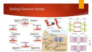 Sliding Filament Model
 