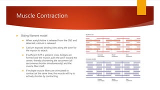 Muscle Contraction
 Sliding filament model
 When acetylcholine is released from the CNS and
detected, calcium is released.
 Calcium exposes binding sites along the actin for
the myosin to attach.
 If sufficient ATP is present, cross-bridges are
formed and the myosin pulls the actin toward the
center, thereby shortening the sarcomere (all
sarcomeres shorten simultaneously) and the
muscle fiber itself.
 If multiple muscle fibers are stimulated to
contract at the same time, the muscle will try to
actively shorten by contracting.
 