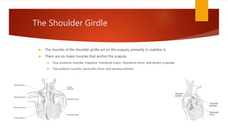 The Shoulder Girdle
 The muscles of the shoulder girdle act on the scapula, primarily to stabilize it.
 There are six major muscles that anchor the scapula.
 Four posterior muscles: trapezius, rhomboid major, rhomboid minor, and levator scapulae
 Two anterior muscles: pectoralis minor and serratus anterior
 