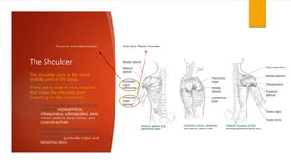 The Shoulder
The shoulder joint is the most
mobile joint in the body.
There are a total of nine muscles
that cross the shoulder joint
(inserting on the humerus).
Seven muscles originate from the
scapulae: supraspinatus,
infraspinatus, subscapularis, teres
minor, deltoid, teres minor, and
coracobrachialis
Two muscles originate from the
axial skeleton (no attachment on
the scapula): pectoralis major and
latissimus dorsi
Extends a flexed shoulderFlexes an extended shoulder
 
