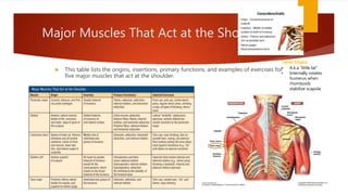 Major Muscles That Act at the Shoulder
 This table lists the origins, insertions, primary functions, and examples of exercises for
five major muscles that act at the shoulder.
Teres Major
• A.k.a “little lat”
• Internally rotates
humerus when
rhomboids
stabilize scapula
 