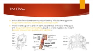 The Elbow
 Flexion and extension of the elbow are controlled by muscles in the upper arm:
biceps brachii, brachialis, brachioradialis, and triceps brachii.
 Pronation and supination of the forearm are controlled by muscles in the upper
arm (biceps brachii and brachioradialis), as well as several muscles in the forearm
(pronator teres, pronator quadratus, and supinator).
 