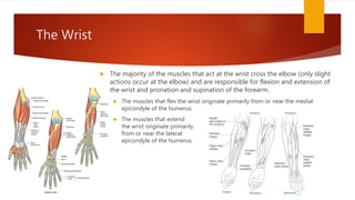 The Wrist
 The majority of the muscles that act at the wrist cross the elbow (only slight
actions occur at the elbow) and are responsible for flexion and extension of
the wrist and pronation and supination of the forearm.
 The muscles that flex the wrist originate primarily from or near the medial
epicondyle of the humerus.
 The muscles that extend
the wrist originate primarily
from or near the lateral
epicondyle of the humerus.
 